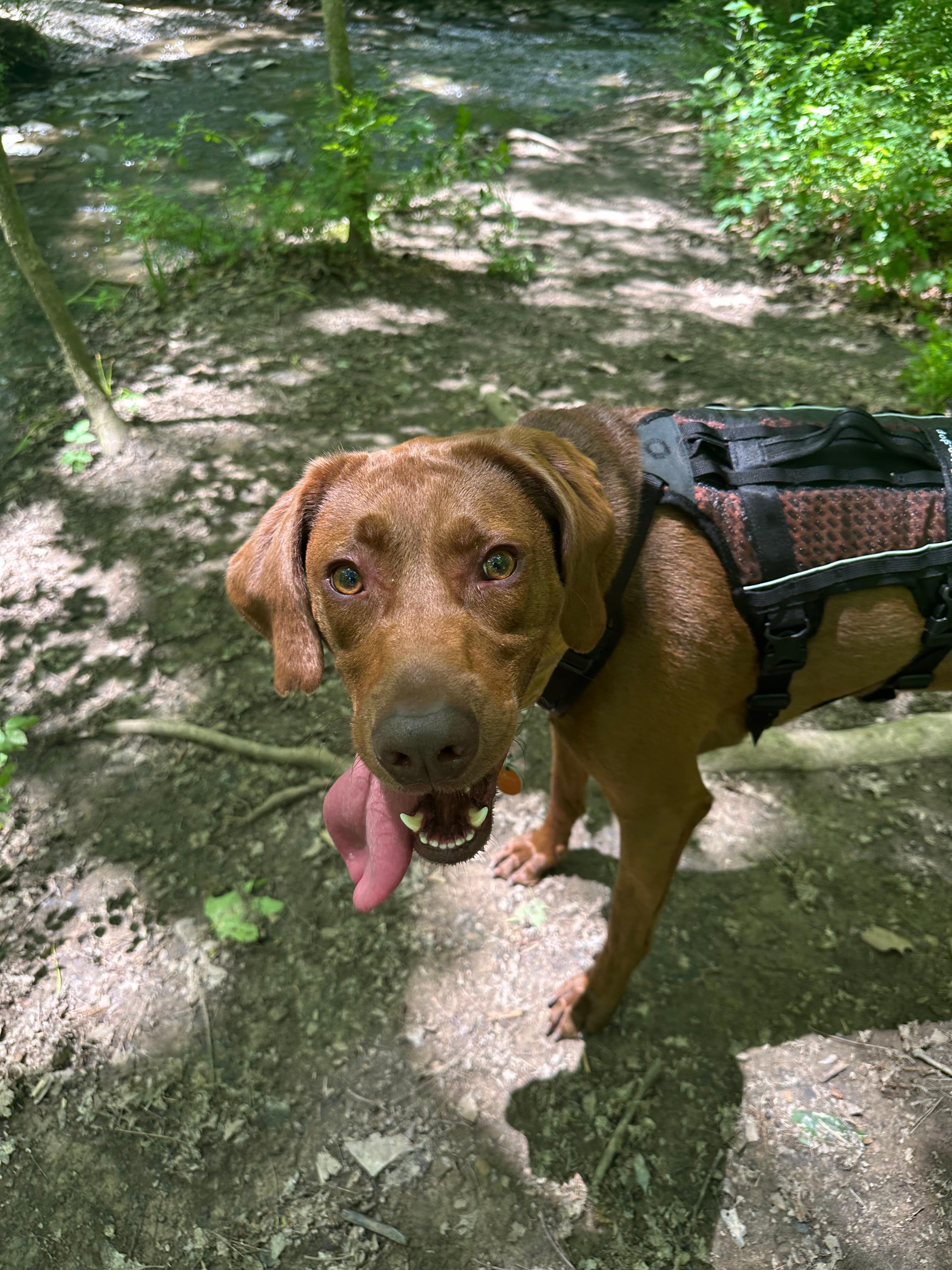 Hiking with Moose