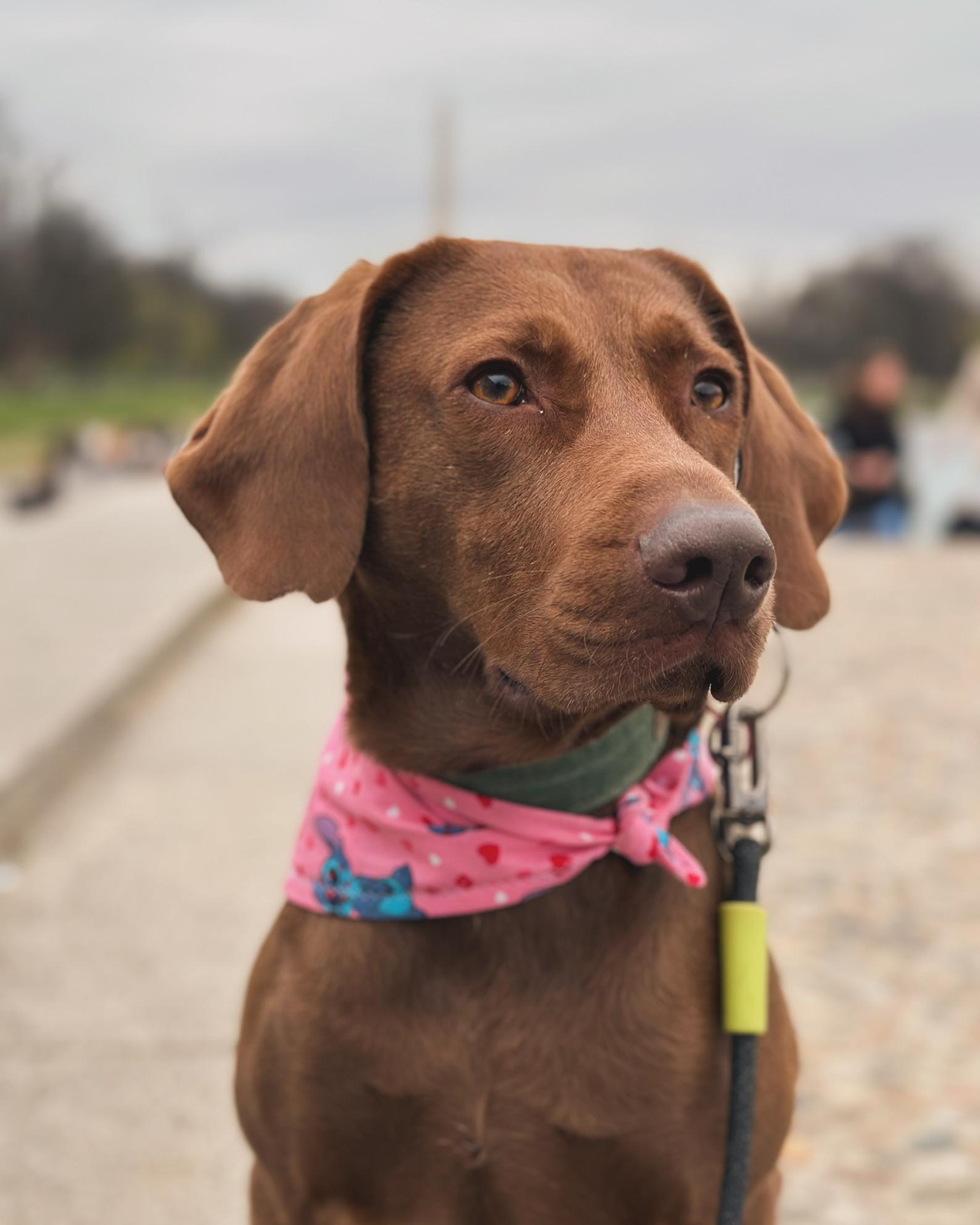 Moose at the Monuments