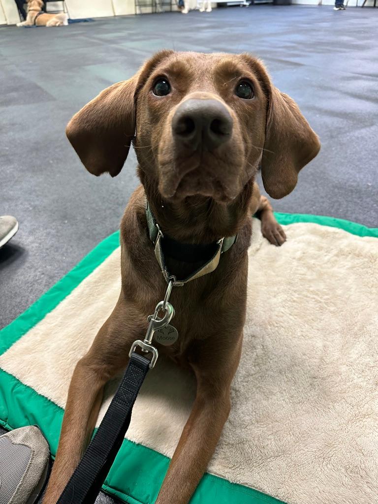 Moose at training